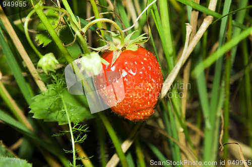 Image of Berries of a strawberry