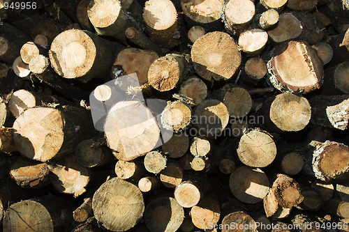 Image of cut down trees