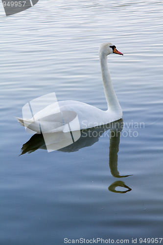 Image of  White swan