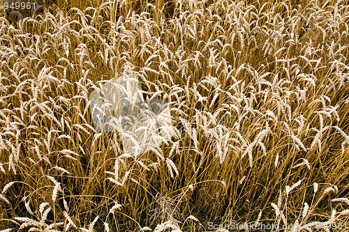 Image of Agriculture 