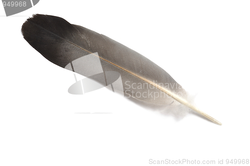 Image of Feather