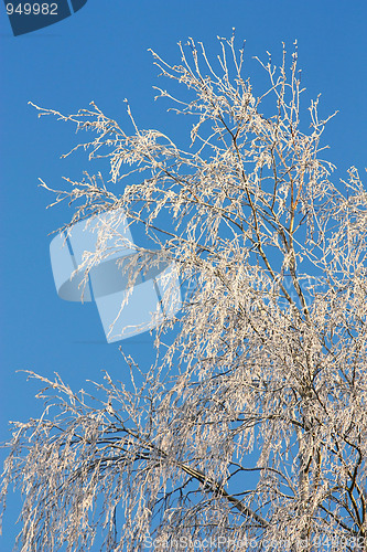 Image of Winter tree