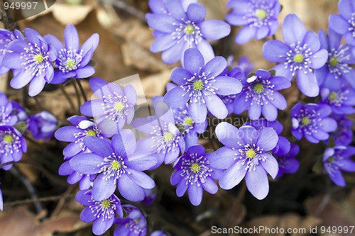 Image of Dark blue flowers