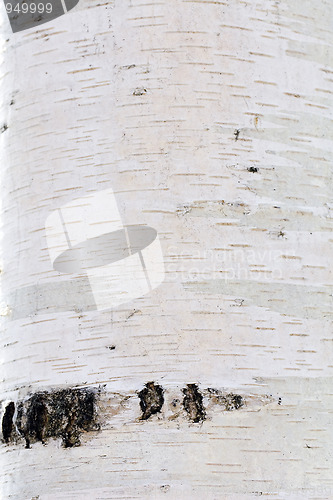 Image of Bark