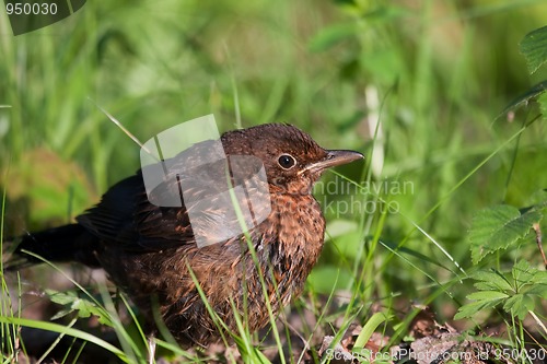 Image of Young blackbird