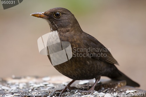 Image of Young blackbird