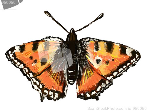 Image of butterfly