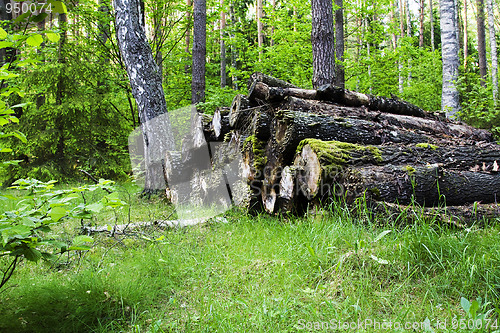 Image of Old trees