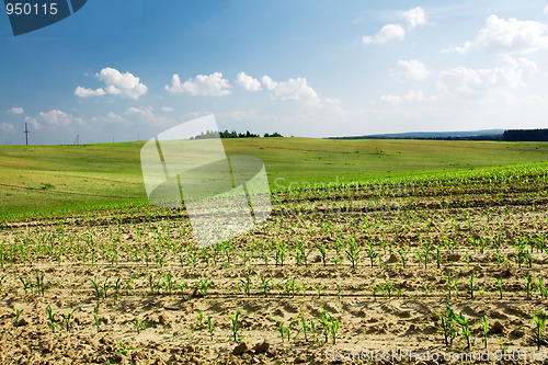 Image of Corn growing in the field