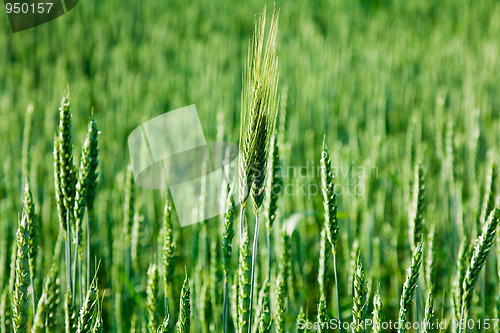 Image of Agricultural plants