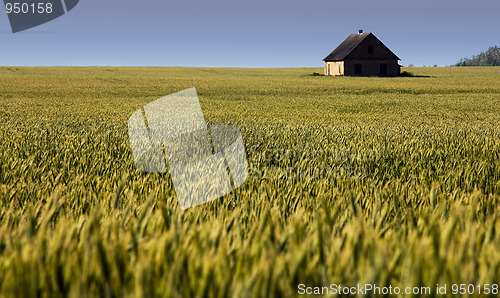 Image of Agricultural plants (field)