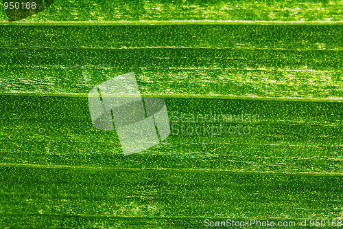 Image of Plant