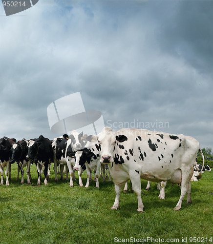 Image of Black and white cattle in a field