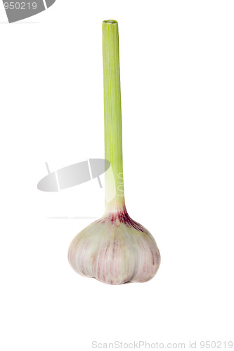 Image of Garlic