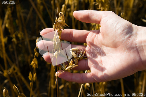 Image of Oats quality check