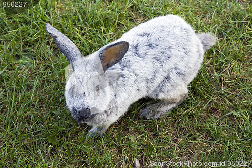 Image of Gray rabbit