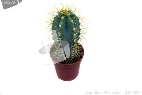 Image of Small cactus