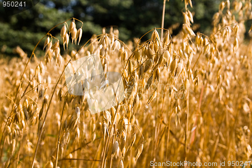 Image of Oats