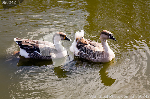 Image of Two floating ducks