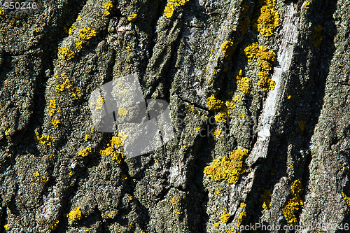 Image of Bark of a tree