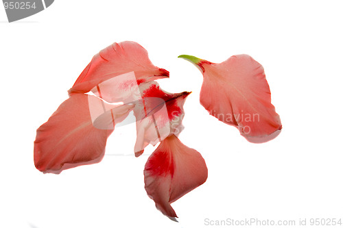 Image of Petals of flower
