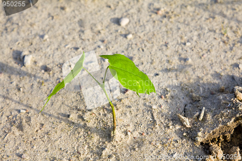 Image of New tree