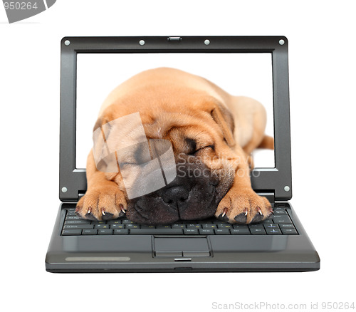 Image of laptop with sleeping puppy dog