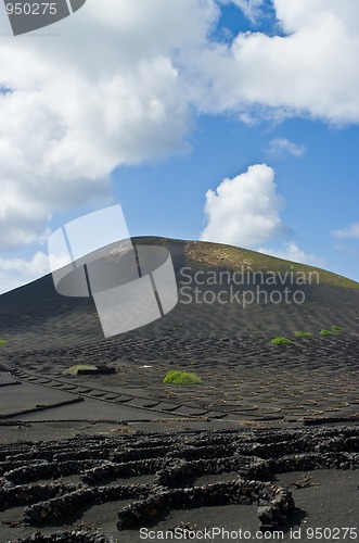 Image of Volcanic Vineyards