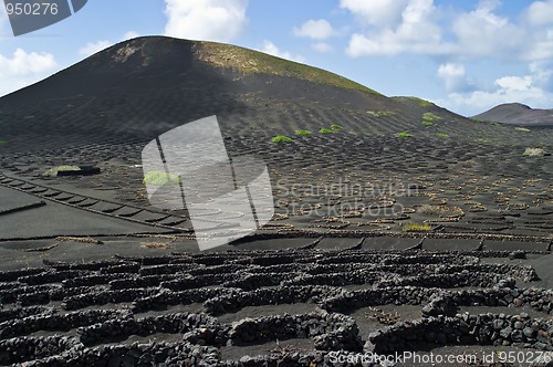 Image of Volcanic Vineyards