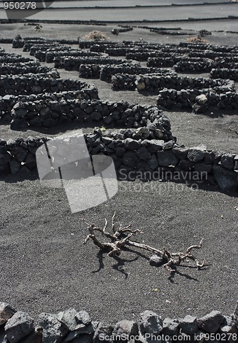 Image of Volcanic Vineyards