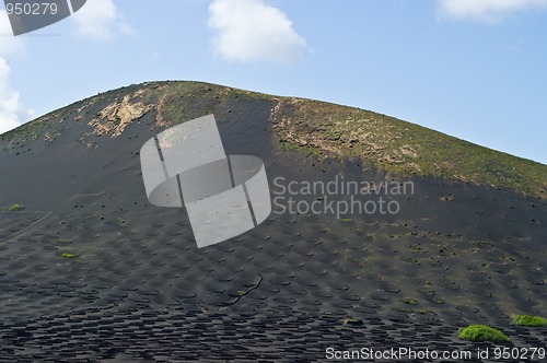 Image of Volcanic Vineyards