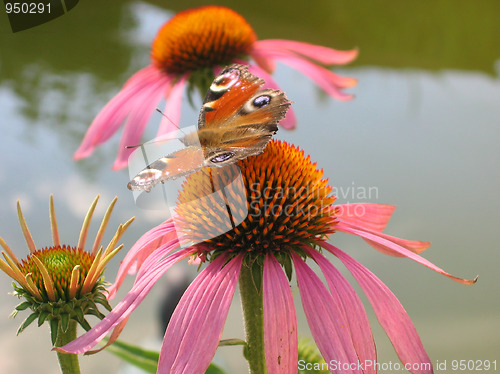 Image of peacock eye butterfly