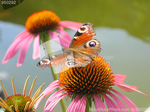 Image of peacock eye butterfly
