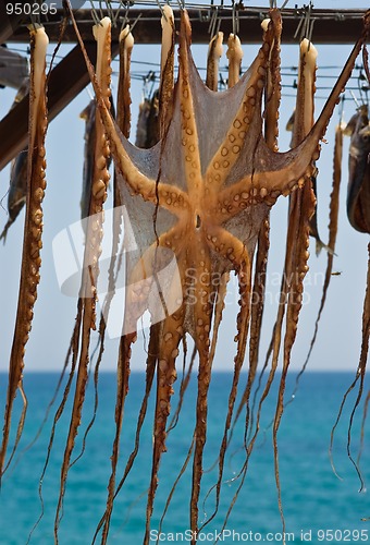 Image of Drying octopus