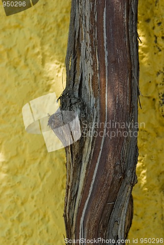 Image of Vine trunk