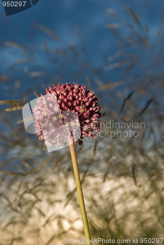 Image of Purple flower