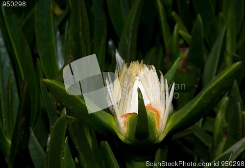 Image of White flower bud