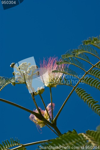 Image of Acacia flowers