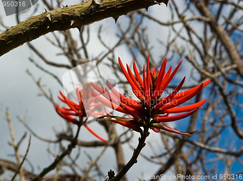 Image of Flowers of Erythrina speciosa