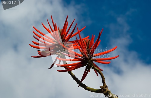 Image of Flowers of Erythrina speciosa