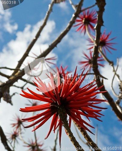 Image of Flowers of Erythrina speciosa