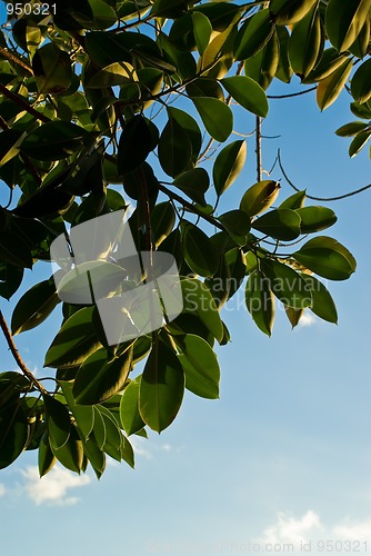 Image of Ficus tree