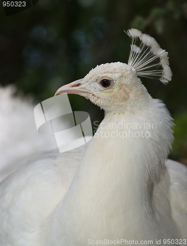 Image of White Peafowl