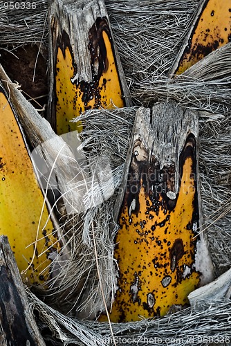 Image of Palm trunk