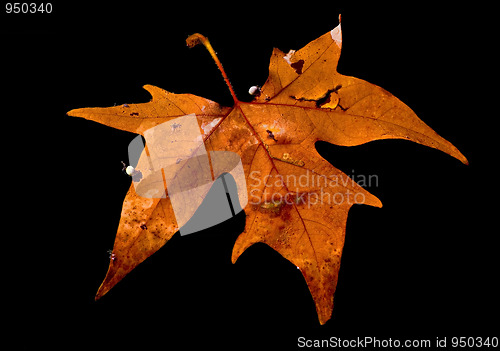 Image of Leaf on the water