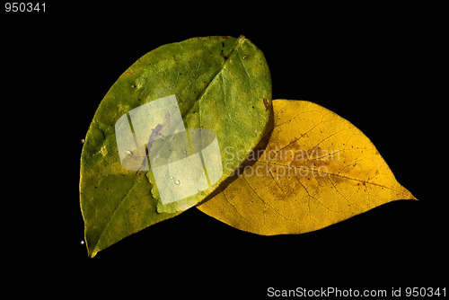 Image of Leaves on the water