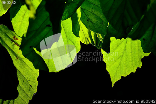 Image of Leaves on black