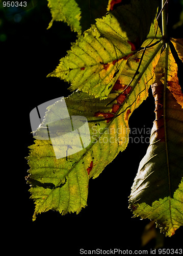 Image of Horse-chestnut leaves