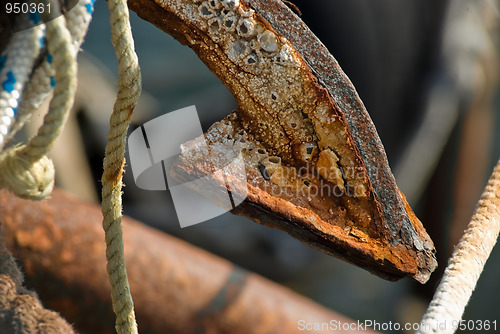 Image of Rusty anchor claw