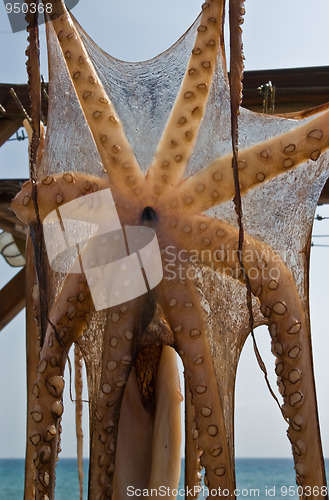 Image of Suntanned octopus